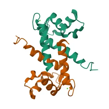 Anti-FSP1/S100A4 Rabbit Polyclonal Antibody for WB - P26447