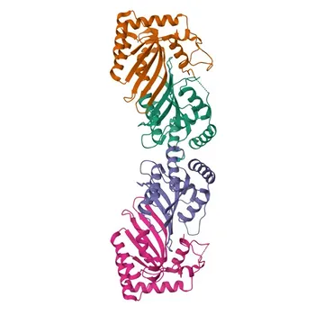 pAb di coniglio anti-APOBEC2 per WB ed ELISA - Q9Y235