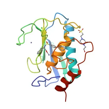 Anti-MMP8 Coniglio Anticorpo Policlonale per WB, IHC-P, ELISA - P22894