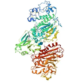pAb di coniglio ENPP2 per WB, ELISA - Q13822