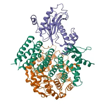 Anticorpo Policlonale Coniglio YKT6 per WB ed ELISA - O15498
