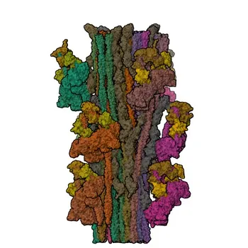 Anti-Titin (TTN) Rabbit Polyclonal Antibody for IF-P and ELISA - Q8WZ42