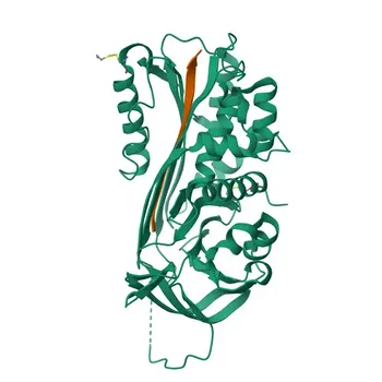 Anticorpo policlonale di coniglio Anti-SERPINB2/PAI-2 per WB ed ELISA - P05120
