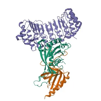 Anticorpo policlonale anti-RANBP1 per WB, ELISA - P43487