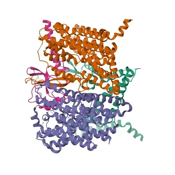 Anti-ERVW-1 (Syncytin-1) Anticorpo Policlonale Coniglio per WB e ELISA - Q9UQF0