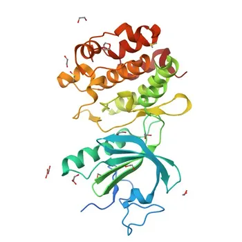 Anti-PKMYT1 Polyclonal Antibody for WB and ELISA - Q99640