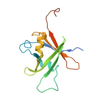 Anti-RAV1 Rabbit Polyclonal Antibody for WB and ELISA - Q9ZWM9