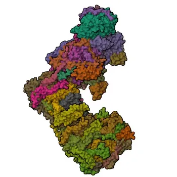 Anticorpo policlonale di coniglio Anti-NDUFS5 per WB, IF/ICC, ELISA - O43920