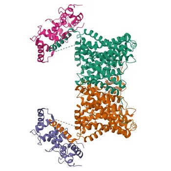 Anti-CHP1 Polyclonal Antibody for WB, IF/ICC, ELISA - Q99653