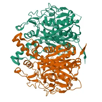 Anti-OXSM Rabbit Polyclonal Antibody for WB, ELISA - Q9NWU1