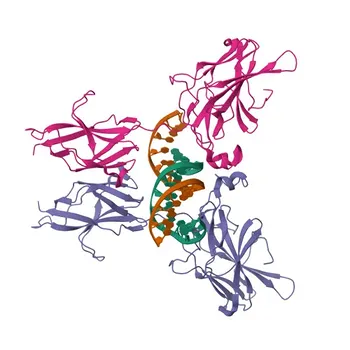 Anticorpo Policlonale Anti-NFAT5 per WB, ELISA - O94916