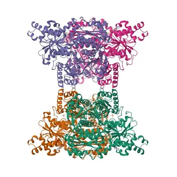 Anticorpo policlonale di coniglio Anti-PFKP per WB e ELISA - Q01813
