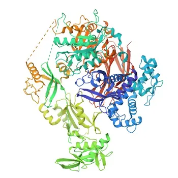 Fosfo-PLC gama 2 (PLCG2)-Y1217 pAb de Coelho - P16885