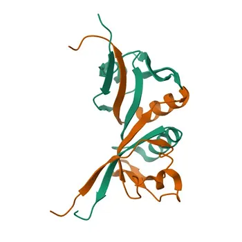 Anti-PRX Polyclonal Antibody for WB, IF/ICC, ELISA - Q9BXM0