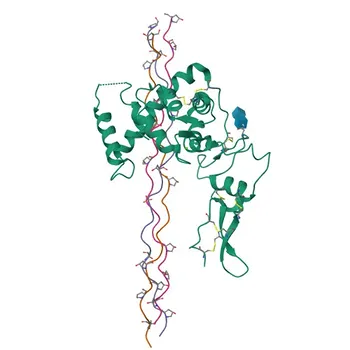 Anticorpo policlonale di coniglio anti-SPARC per IHC-P, ELISA - P09486