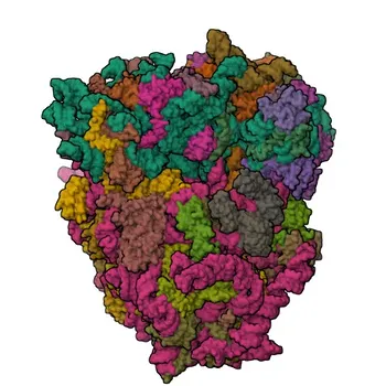 Anticorps polyclonal anti-NSP3 du SARS-CoV-2 pour WB et ELISA - P0DTD1