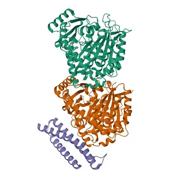 DLGAP5 Rabbit pAb for WB, IF/ICC, ELISA - Q15398