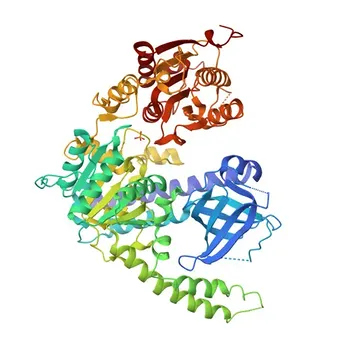 Anticorpo policlonale di coniglio anti-IGHMBP2 per WB, IHC-P, ELISA - P38935