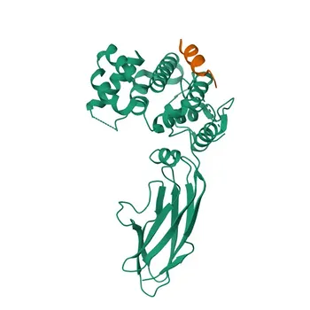 Anti-OCRL Rabbit Polyclonal Antibody for WB, ELISA - Q01968