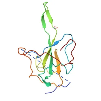 Anticorps polyclonal de lapin anti-protéine N du SARS-CoV-2 pour WB, ELISA - P59595