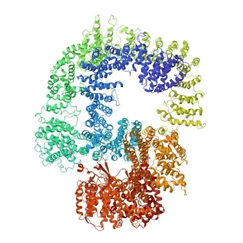 Кроличий pAb к фосфо-DNA-PKcs-S2056 для WB, IHC-P, IF/ICC, ELISA - P78527