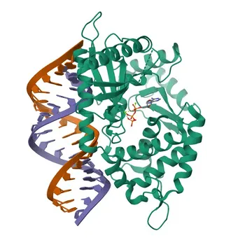 Anticorpo Policlonale Anti-OAS1 per WB, ELISA - P00973