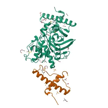 Anti-Cathepsin K (CTSK) Polyclonal Antibody for WB and ELISA - P43235