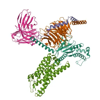 Anticorpo policlonale anti-GPR4 per WB, ELISA - P46093