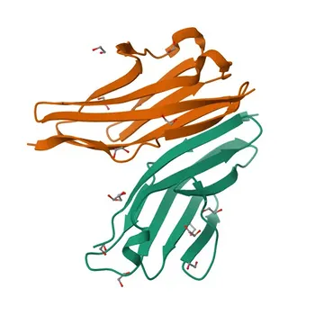 Anticorpo Policlonale Anti-OBSCN per WB, IF/ICC, IF-P, ELISA - Q5VST9