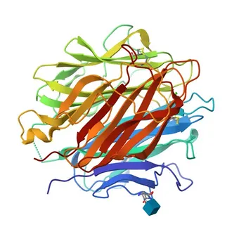 Anti-C1QA Polyclonal Antibody for WB, ELISA - P02745