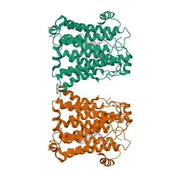 Anticorpo policlonale anti-CHPT1 per WB, ELISA - Q8WUD6