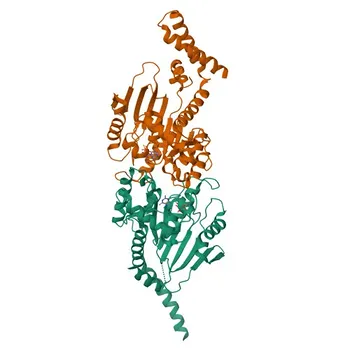 MX1 Rabbit pAb - P20591