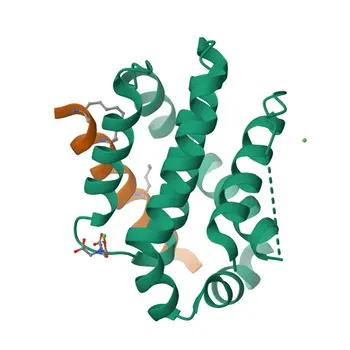 Phospho-Bad-S112 Kaninchen mAb für WB, IHC-P, ELISA - Q92934