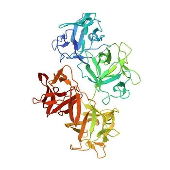 [KO Validated] Anti-Fascin/FSCN1 Rabbit Polyclonal Antibody for WB, IHC-P, IF/ICC, ELISA - Q16658