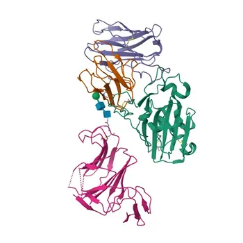 Anticorps Polyclonal de Lapin Anti-SARS-CoV-2 Spike S1 pour WB, IF/ICC, IP, ELISA - P0DTC2