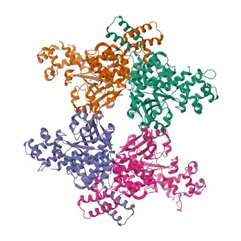 Anti-MLYCD Polyclonal Antibody for WB, ELISA - O95822