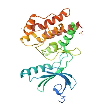 Anti-NEK7 Polyclonal Antibody for WB, ELISA - Q8TDX7
