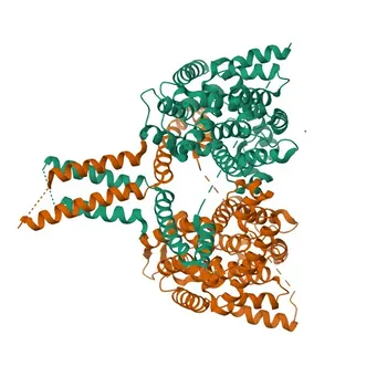Anticorpo Policlonale Anti-PDE4B per WB, ELISA - Q07343