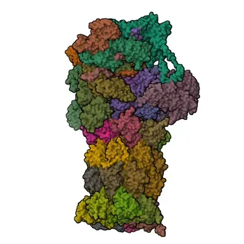 Anti-PSMA6 Polyclonal Antibody for WB, IF/ICC, ELISA - P60900