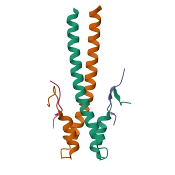 Anticorpo policlonale Anti-Distonina (DST) per WB, ELISA - Q03001