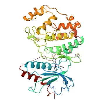 Anticorpo policlonale di coniglio anti-MAPK1/MAPK3 per WB, IF/ICC, ELISA - P28482 / P27361