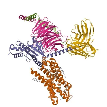 Anticorpo Policlonale Anti-CMKLR1 per WB e ELISA - Q99788