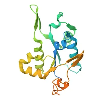 Anticorpo Policlonale Anti-ZC3H12A per WB, ELISA - Q5D1E8