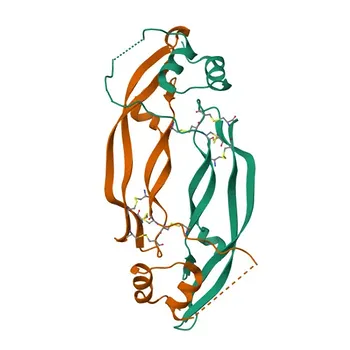 Anti-PDGFA Polyclonal Antibody for IHC-P, ELISA - P04085