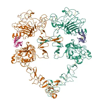 pAb de Coelho Anti-Fosfo-EGFR-Y1172 para WB, ELISA - P00533