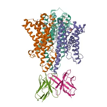 Anti-STEAP1 Rabbit Polyclonal Antibody for WB, ELISA - Q9UHE8