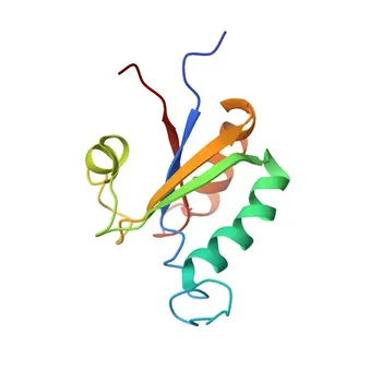 Anti-LARP6 Polyclonal Antibody for WB, ELISA - Q9BRS8