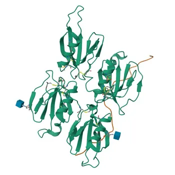 Anticorpo Policlonal de Coelho Anti-Kininogen 1 (KNG1) para WB, IF/ICC, ELISA - P01042