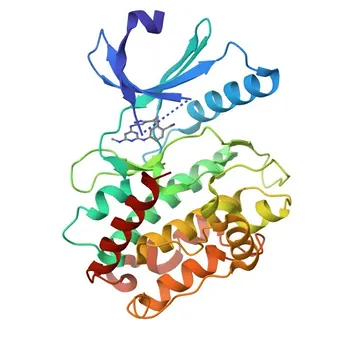 Anticorpo policlonale Anti-Fosfo-Camk2-T286 per WB, ELISA - Q13554 / Q13557 / Q13555 / Q9UQM7