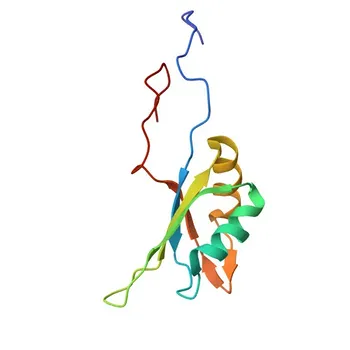 RBFOX2 Rabbit Polyclonal Antibody for WB, ELISA - O43251